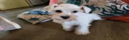 Miniature Schnauzer dogs for sale: Prissy - Ad 3