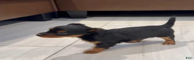 Chiweenie 1