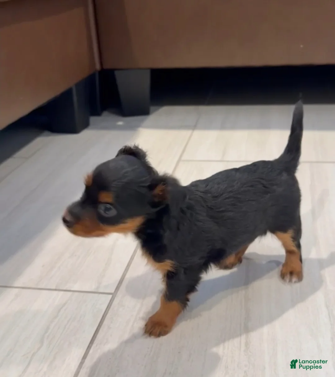 Chiweenie dogs for sale: Chiweenie 1 - Ad 1
