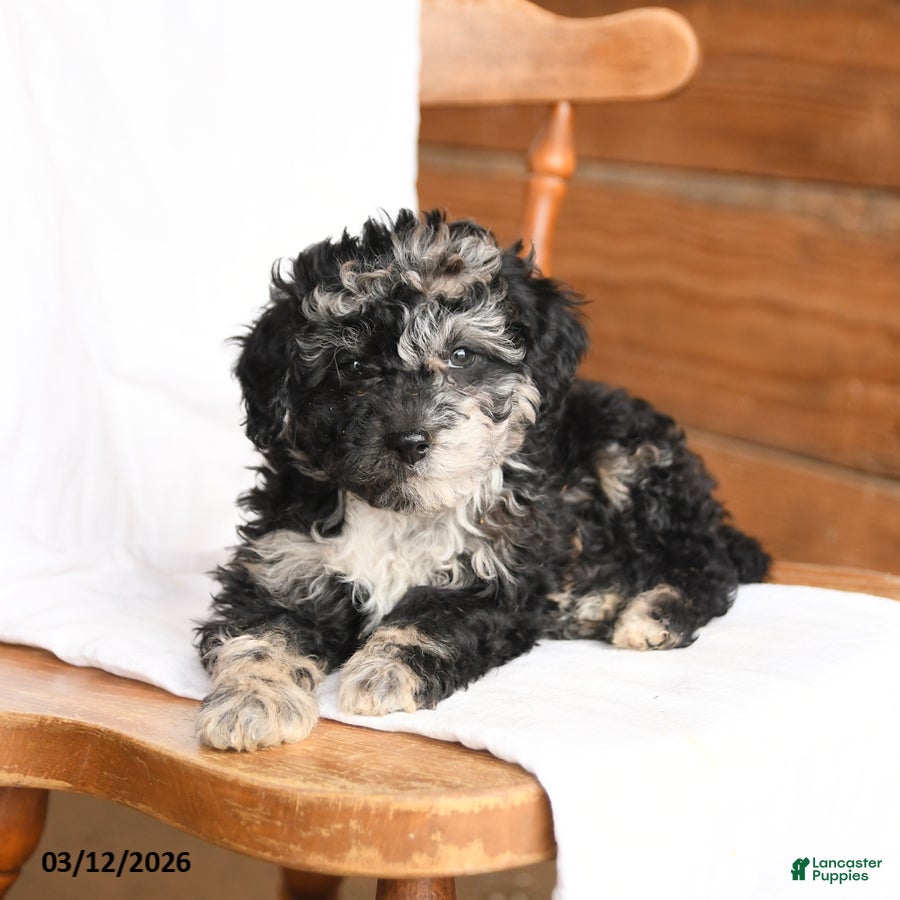 Miniature Poodle dogs Theo - Ad 2