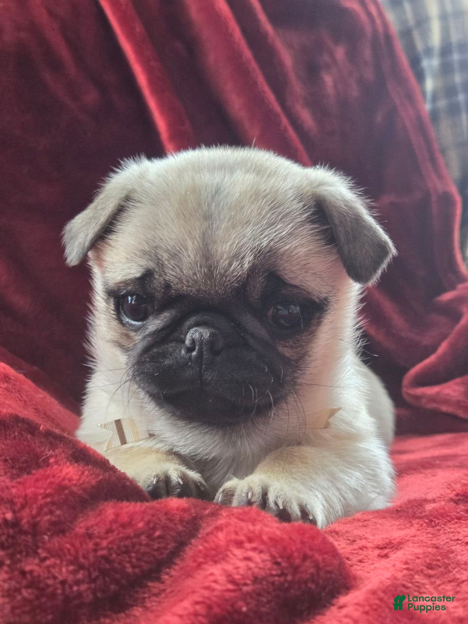 Pug dogs Ruby  - Ad 8