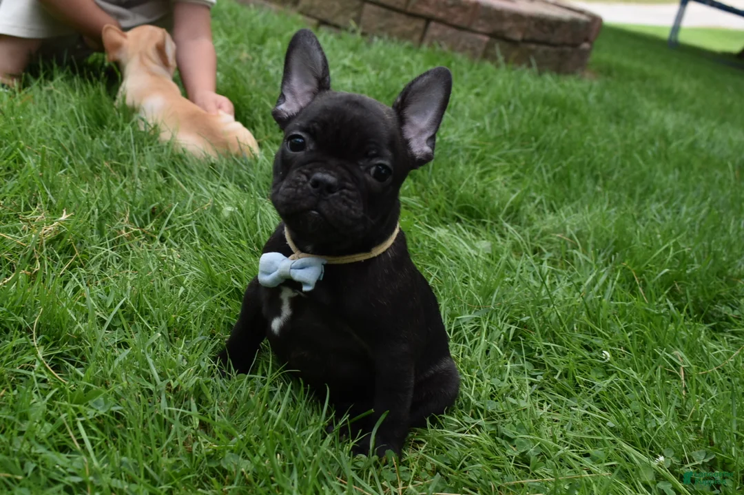 French Bulldog dogs for sale: Sarge  - Ad 5