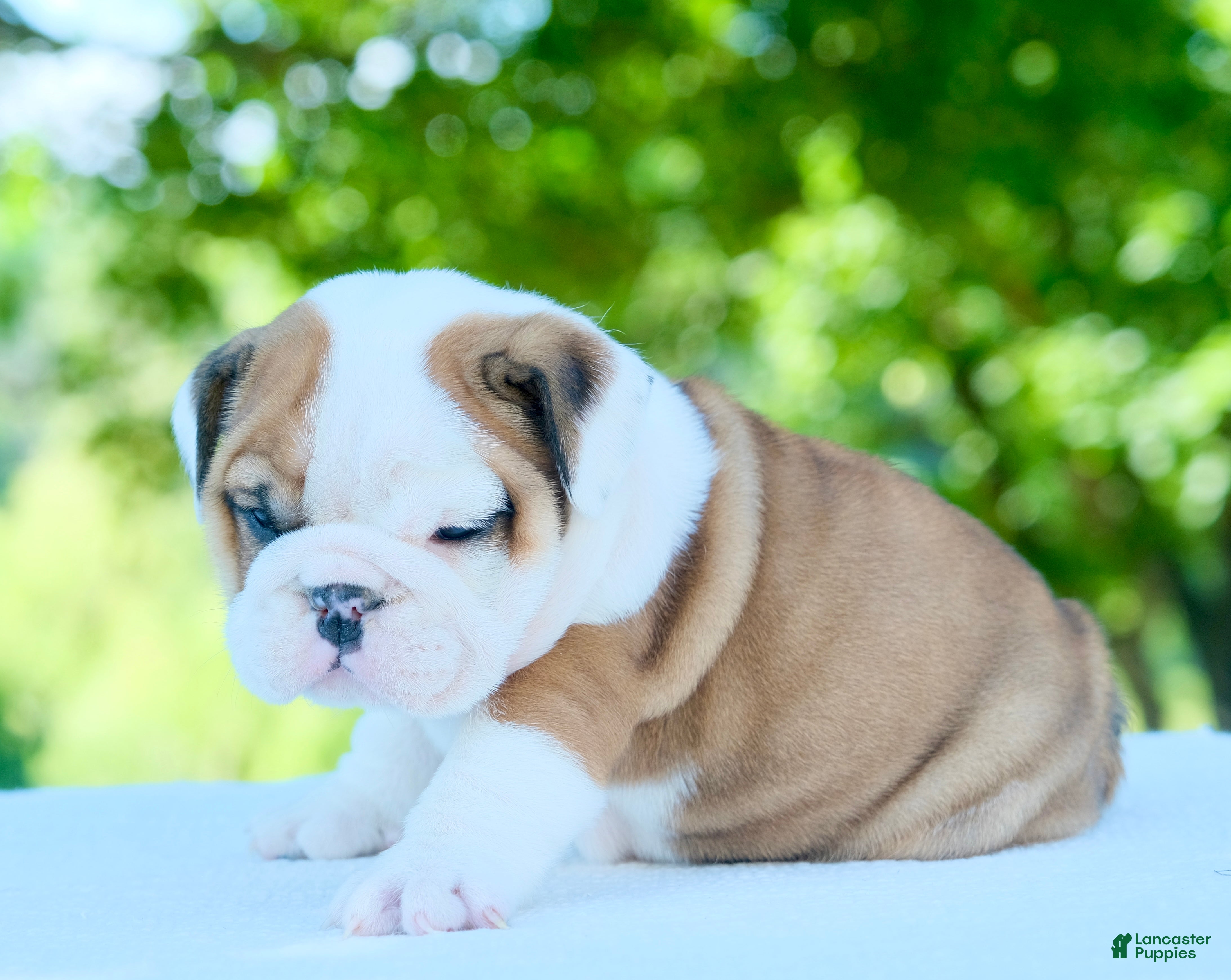 English Bulldog dogs Ivy - Ad 2