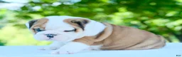 English Bulldog dogs for sale: Ivy - Ad 2