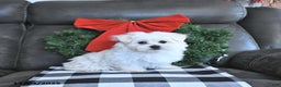 Maltese dogs for sale: Elf - Ad 3