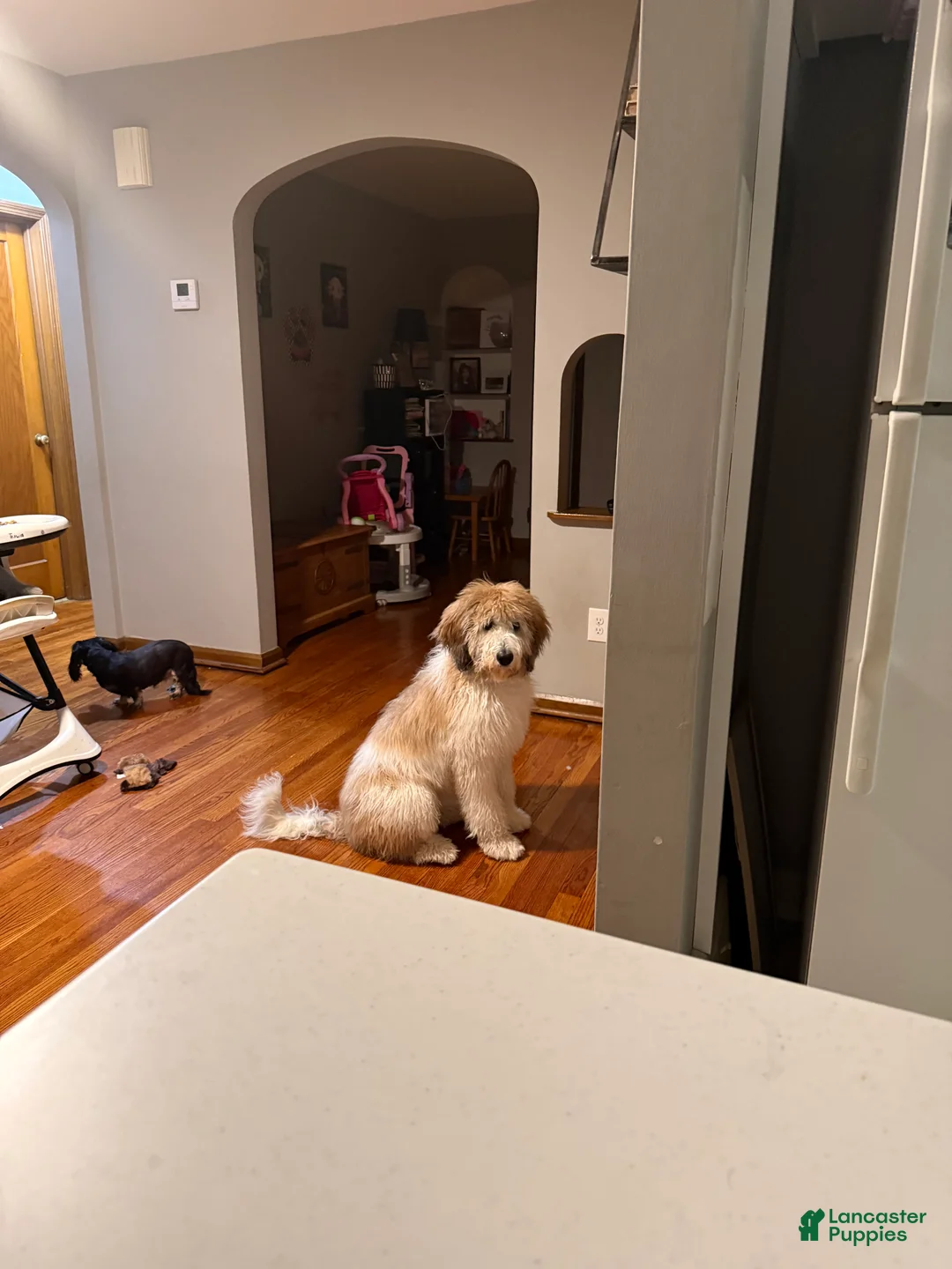 Saint Berdoodles dogs for sale: Saint Berdoodle 6mo Puppy - Ad 2