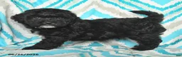 Mini Goldendoodle dogs for sale: Justin - Ad 3