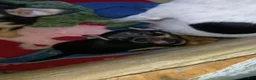 Chihuahua dogs for sale: Chihuahua 2 - Ad 4