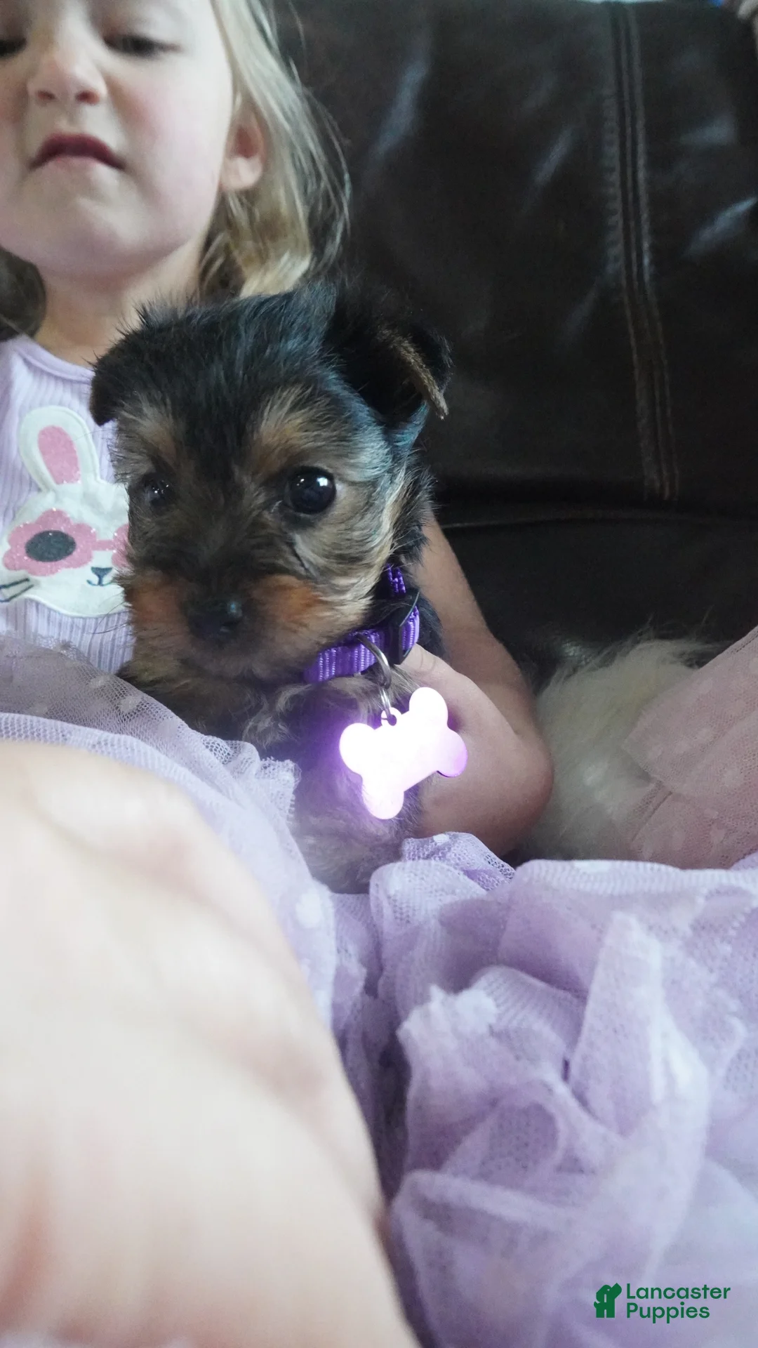 Yorkshire Terrier dogs for sale: Kayla  - Ad 2