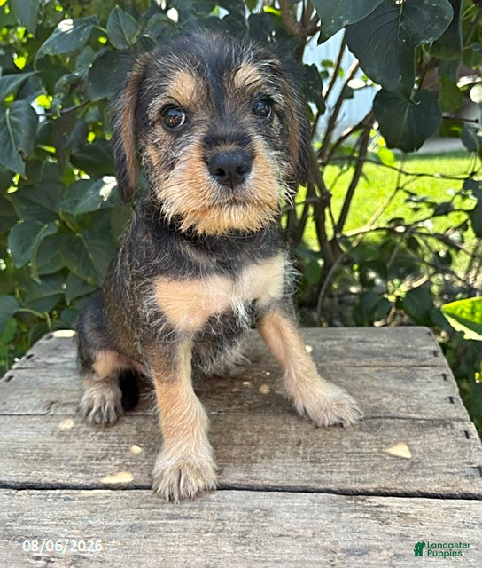 Schnoodle dogs Truman - Ad 1