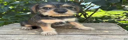 Schnoodle dogs for sale: Truman - Ad 1
