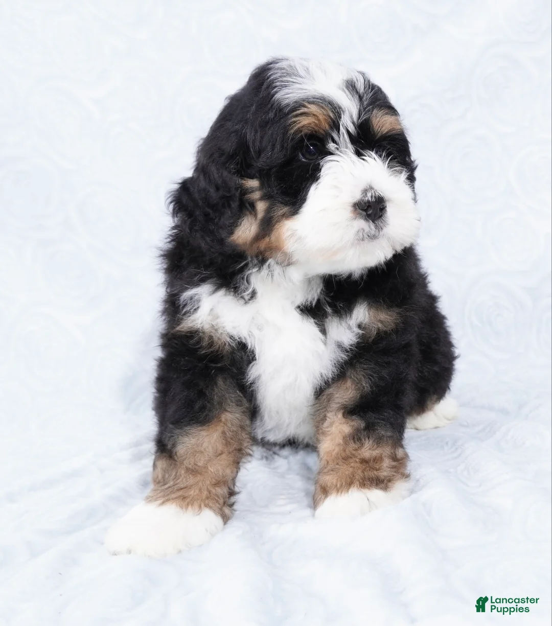 Mini Bernedoodle dogs for sale: Cole  - Ad 3