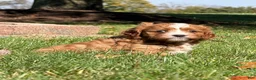 Cavapoo dogs for sale: Copper - Ad 3