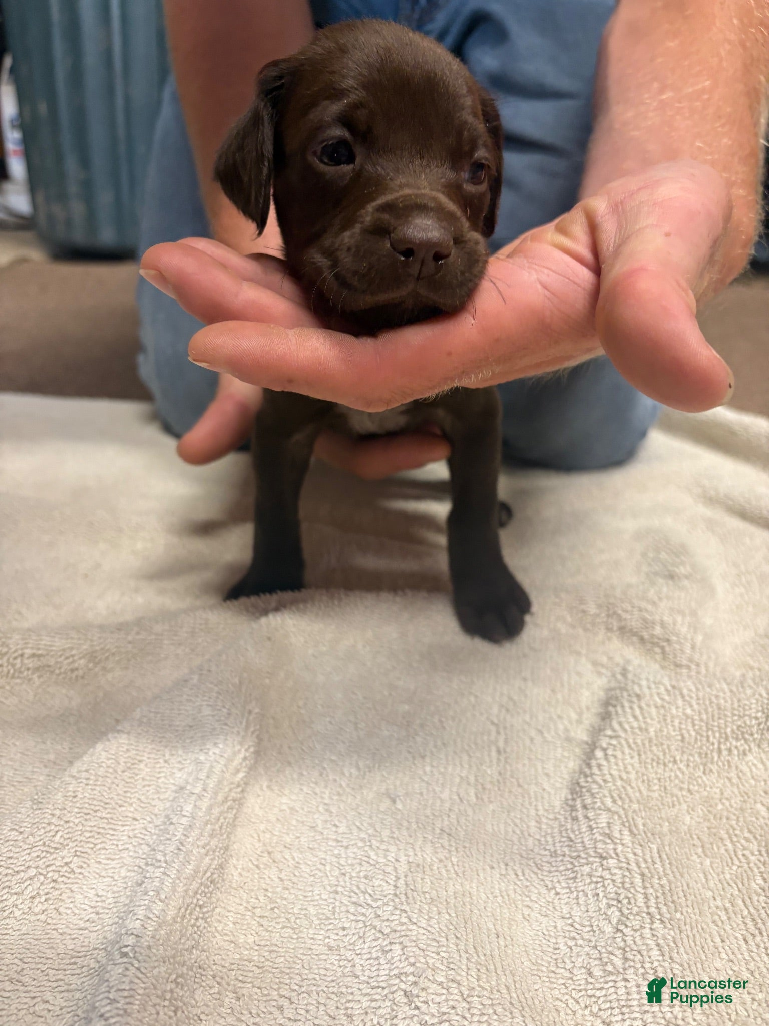 German Shorthaired Pointer dogs German Shorthaired Pointer liver male - Ad 11