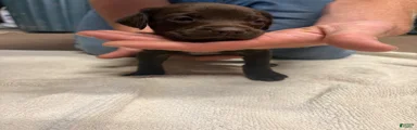 German Shorthaired Pointer liver male
