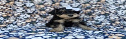 Miniature Schnauzer dogs for sale: Cookie - Ad 4