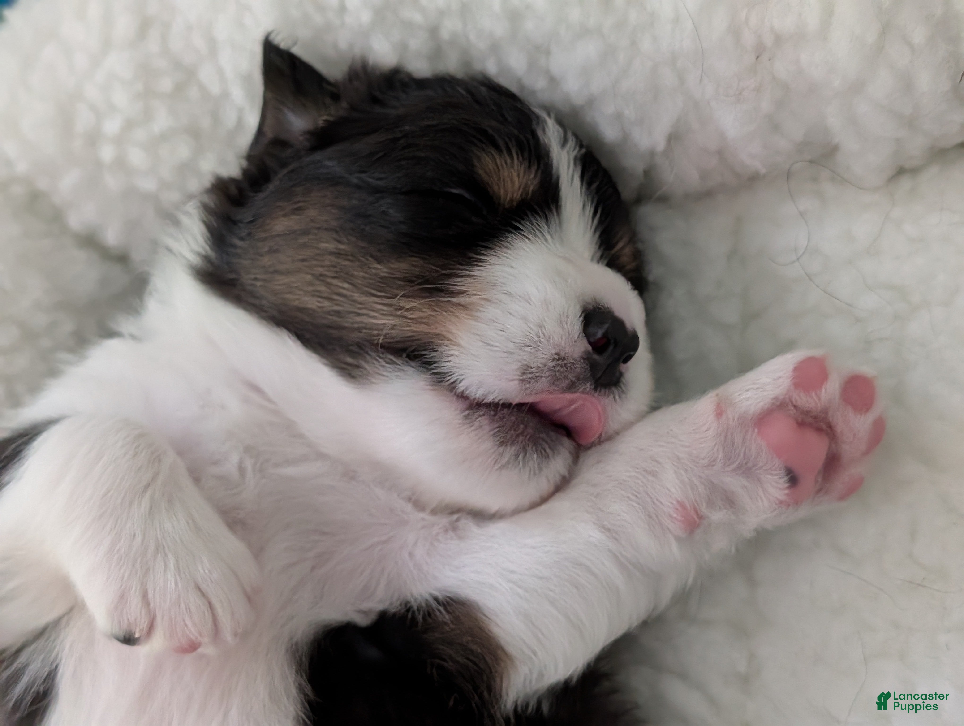 Australian Shepherd dogs Chase  - Ad 1