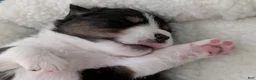 Australian Shepherd dogs for sale: Chase  - Ad 1