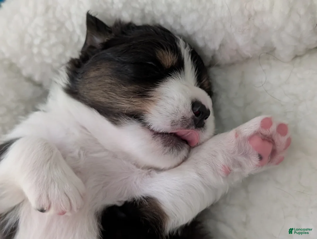 Australian Shepherd dogs for sale: Chase  - Ad 1