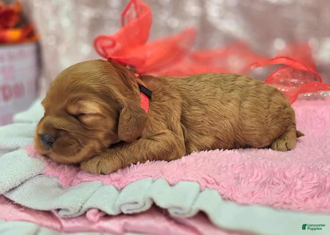 Cockapoo dogs for sale: Moonbow - Ad 1