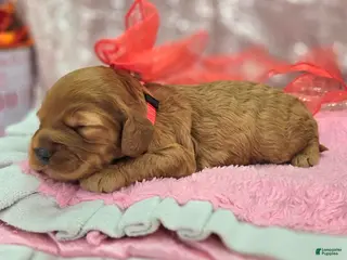 Cockapoo dogs Moonbow - Ad 23