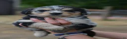 Mixed Breed dogs for sale: Cowgirl - Ad 7