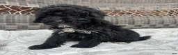 Miniature Poodle dogs for sale: Carly - Ad 3