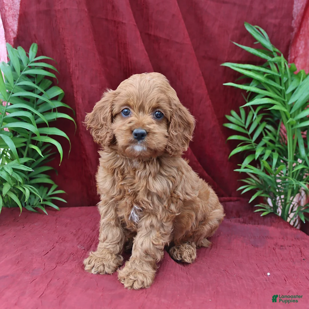 Cockapoo dogs for sale: Amber - Ad 1