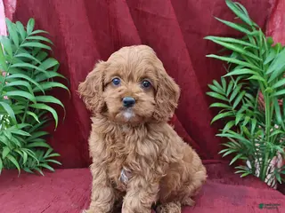 Cockapoo dogs for sale: Amber - Ad 4