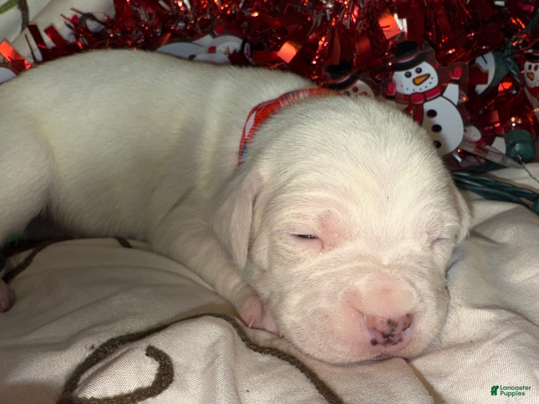 Mixed Breed dogs for sale: Puffball - Ad 8