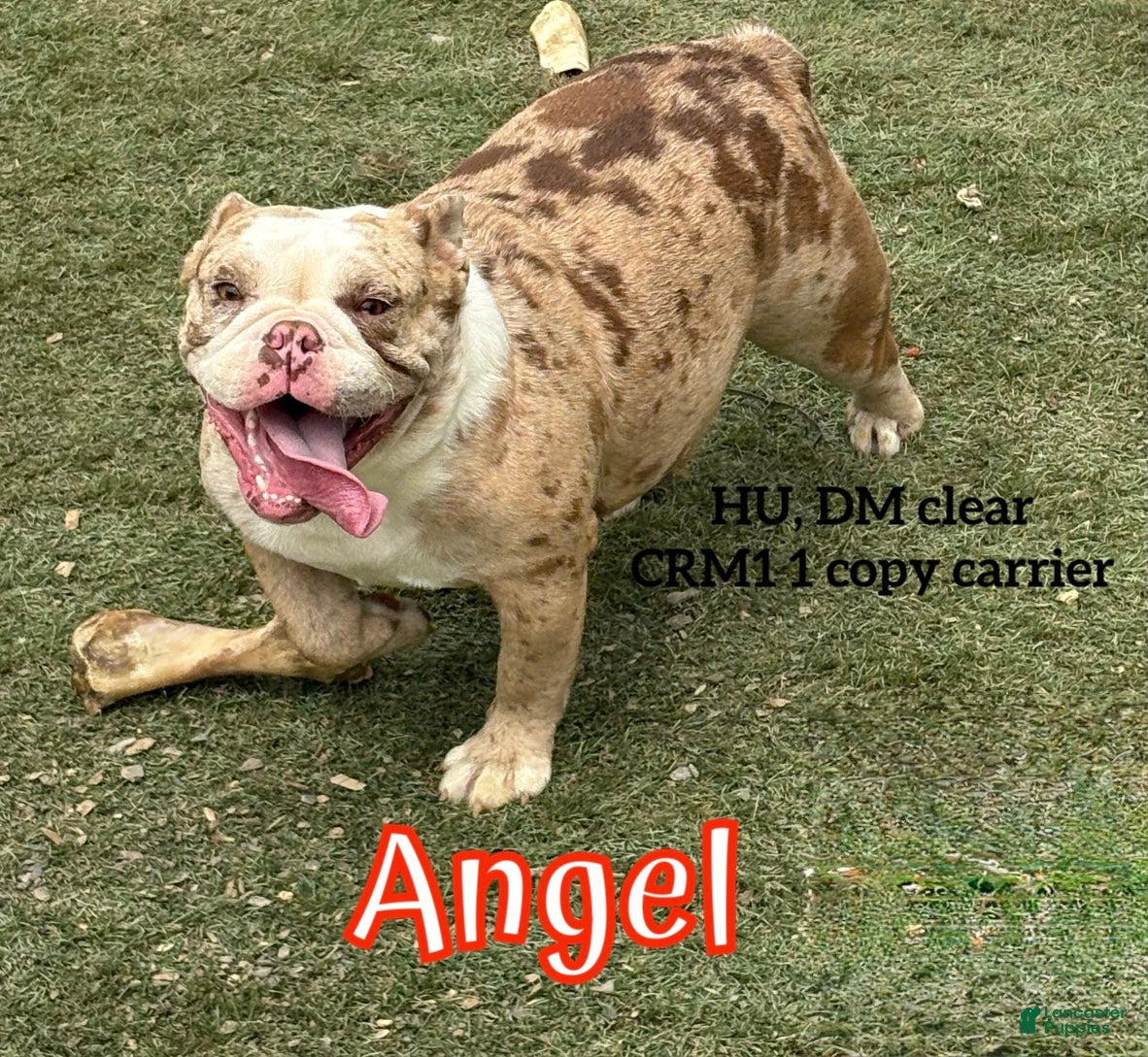 English Bulldog dogs English Bulldog Puppy 1 - Ad 39