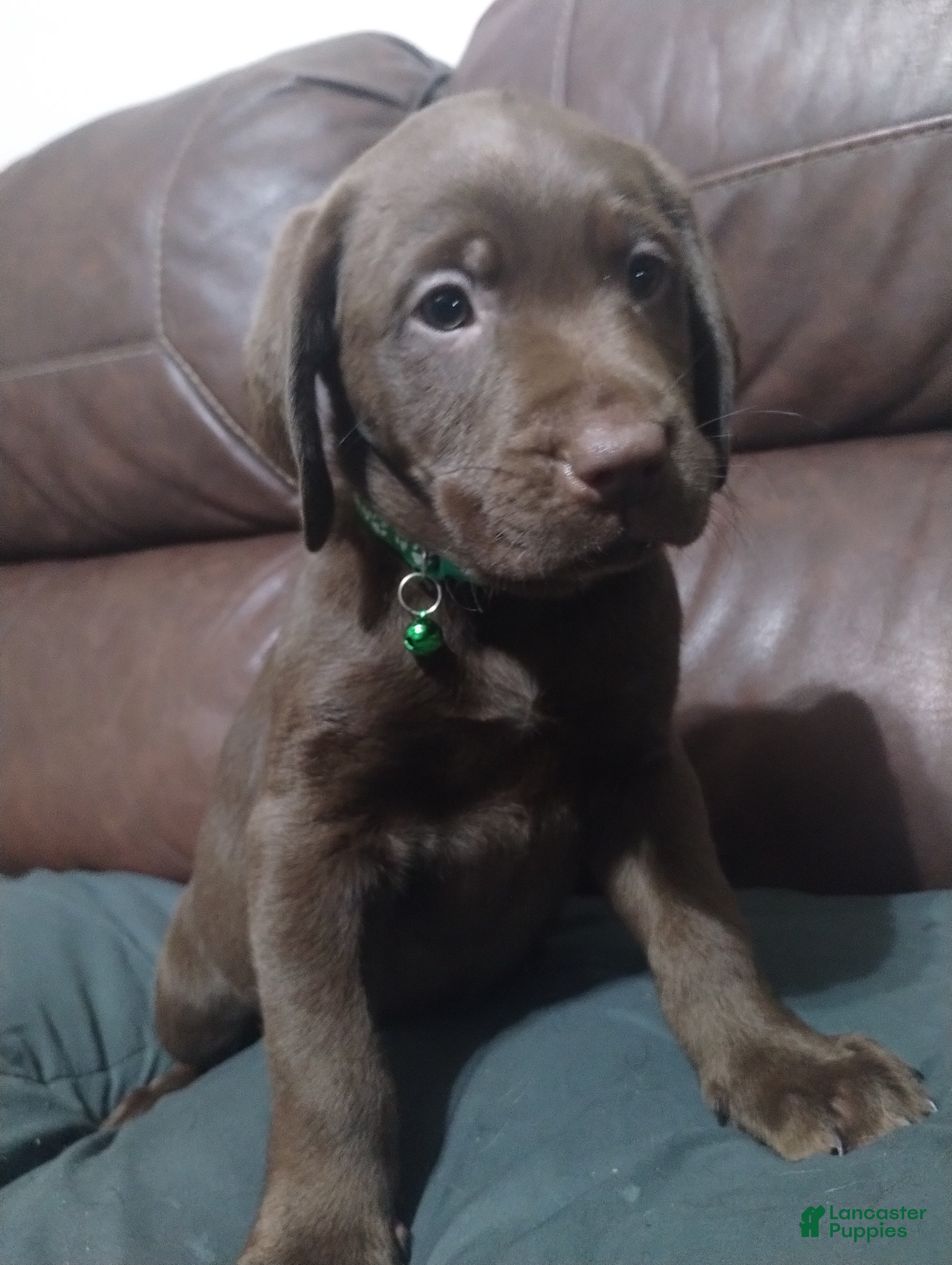 Labrador Retriever dogs Grogu  - Ad 12