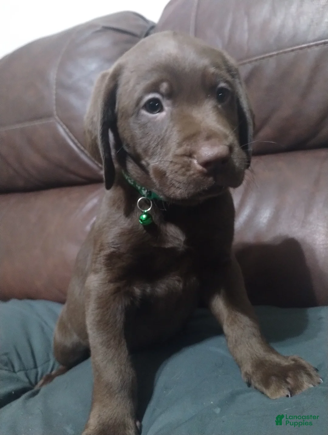 Labrador Retriever dogs for sale: Grogu  - Ad 1