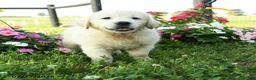 Golden Retriever dogs for sale: Sterling - Ad 2