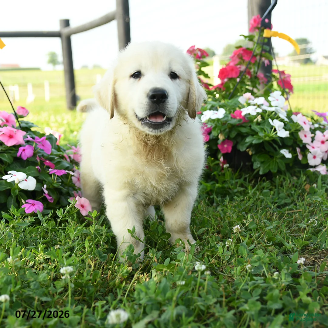 Golden Retriever dogs for sale: Sterling - Ad 2