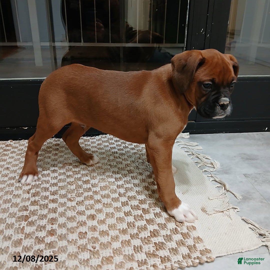 Boxer dogs for sale: Rocket - Ad 4