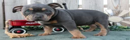 American Bully dogs for sale: Ember - Ad 3