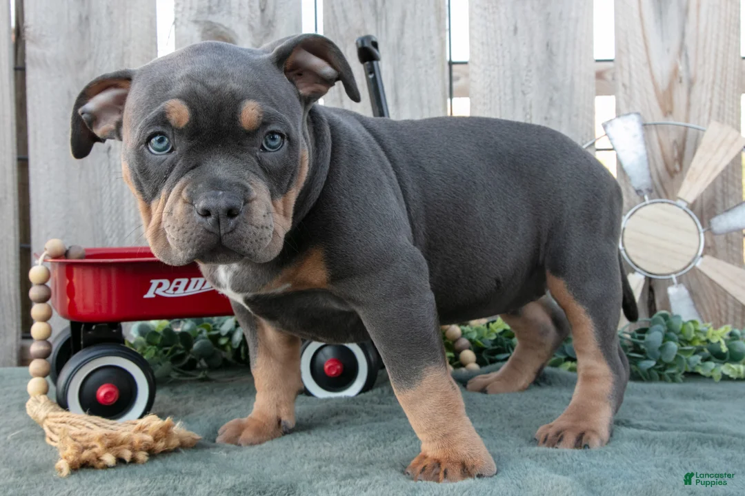 American Bully dogs for sale: Ember - Ad 3