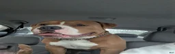 American Bully dogs for stud: Scoot ABKC  - Ad 3