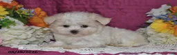 Maltese dogs for sale: Tori - Ad 3