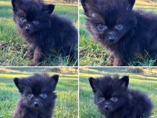 Pomeranian dogs - Ad 18