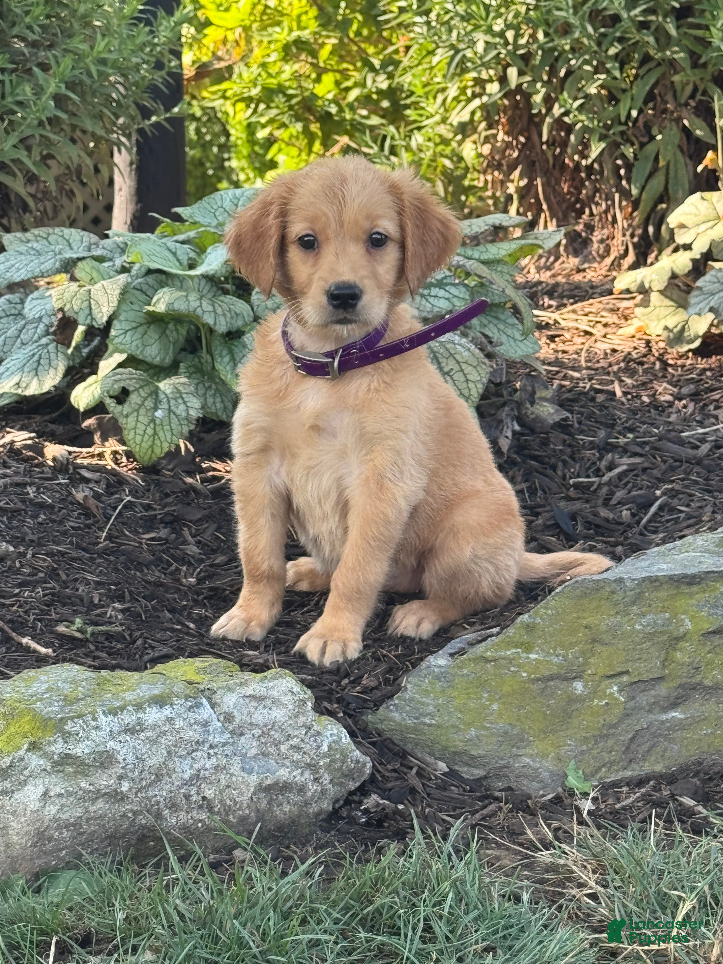 Golden Retriever dogs Kim - Ad 1