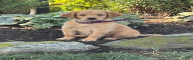 Kim