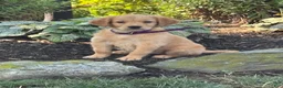 Golden Retriever dogs for sale: Kim - Ad 1
