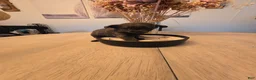 Chihuahua dogs for sale: addi - Ad 10