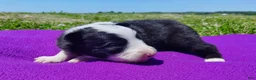 Border Collie dogs for sale: Eco - Ad 23