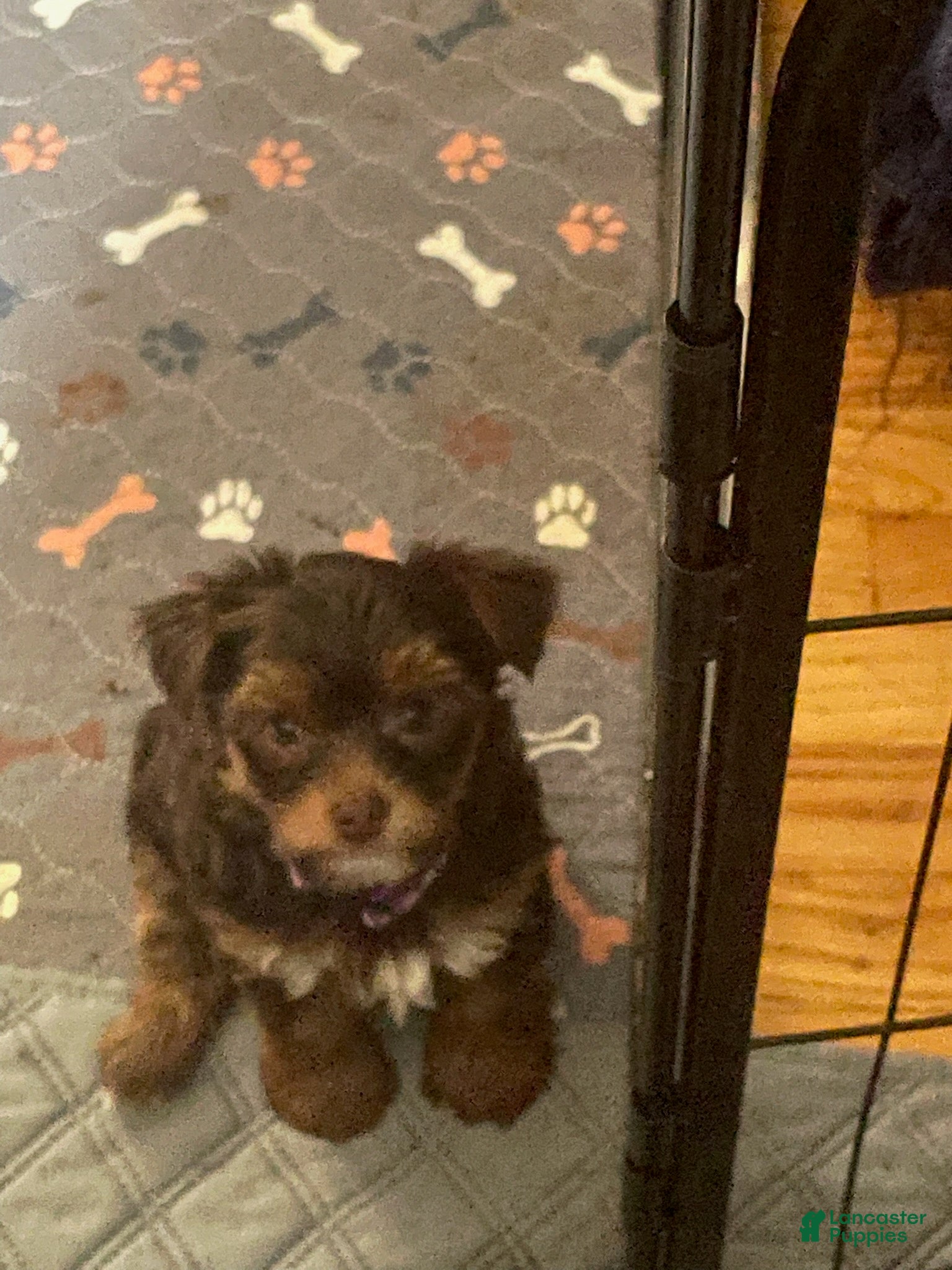 Yorkshire Terrier dogs Vito - Ad 1