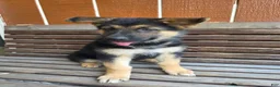 German Shepherd dogs for sale: German Shepherd -Female - Ad 2