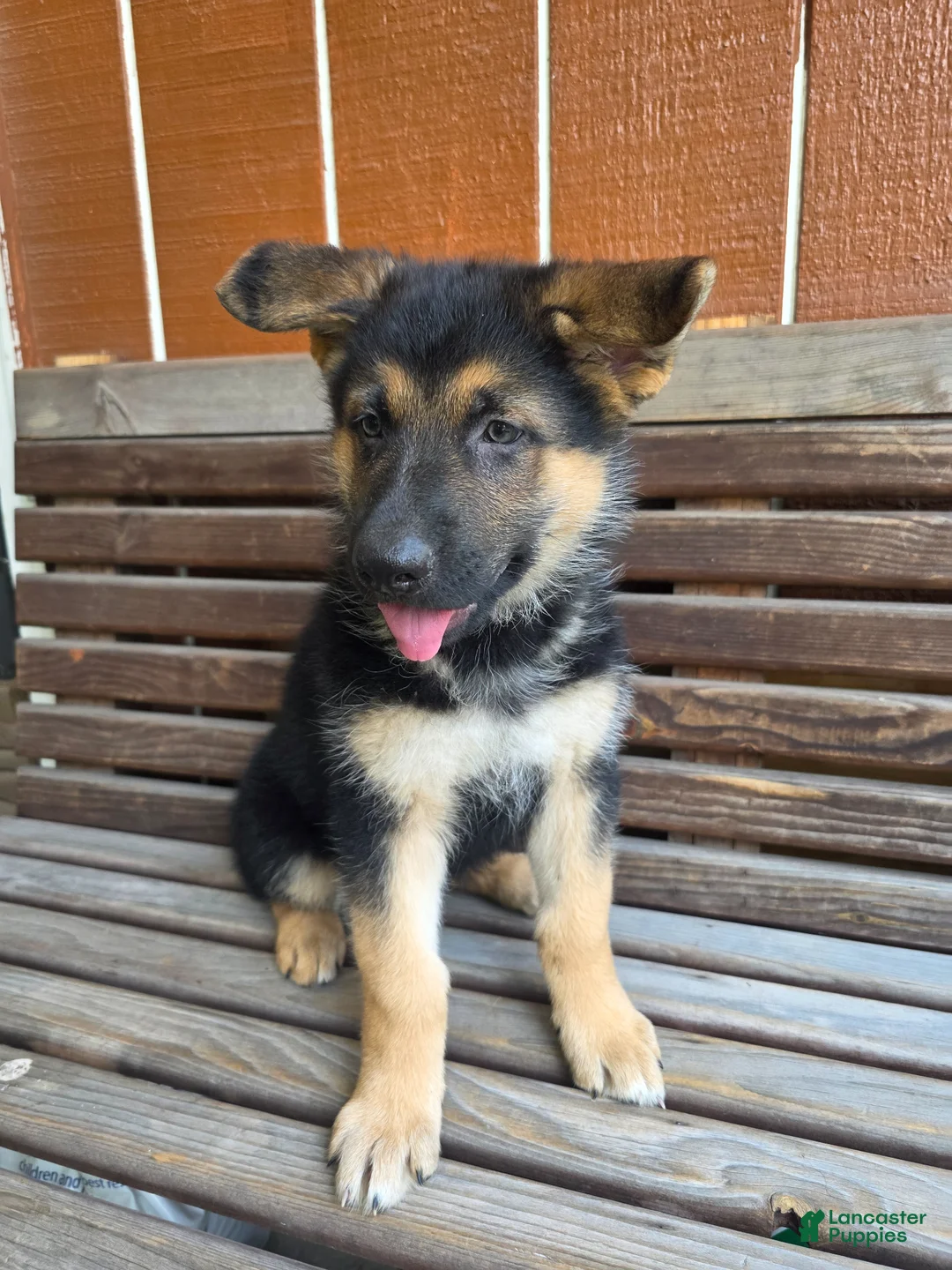 German Shepherd dogs for sale: German Shepherd -Female - Ad 2