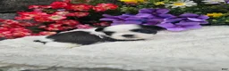 Shih Tzu dogs for sale:  Nina - Ad 4